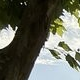 Trunk and lower branches cropped at JPG q=90 — bark texture visible, branches crisp