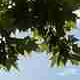 Sky meeting branches, JPG q=20 — pronounced ringing around branches + visible 8×8 banding across sky