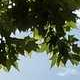 Sky meeting branches, JPG q=50 — faint ringing around branch silhouettes, first banding in sky