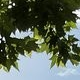 Sky meeting branches, JPG q=90 — branches crisp, sky smooth, no visible artifacts